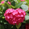 平成27年紫陽花1