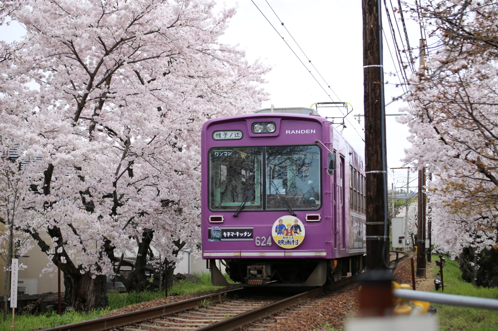 2016年　桜と嵐電