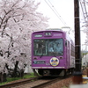 2016年　桜と嵐電