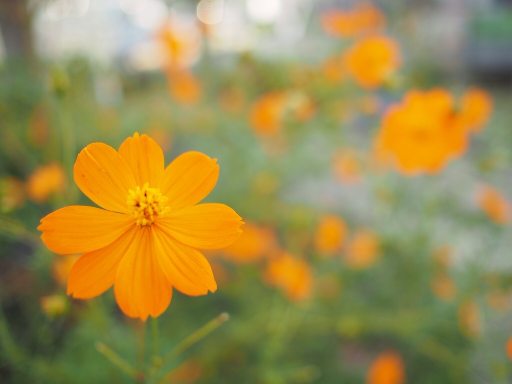 お花