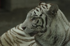 ホワイトタイガー