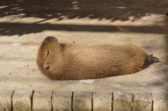 カピバラさん