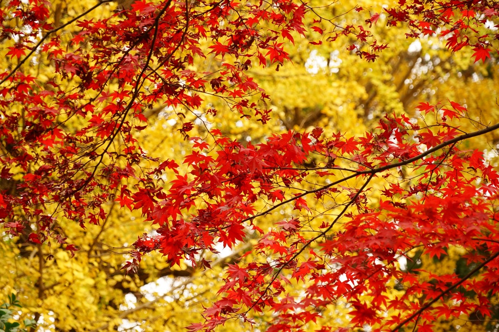 足利の鑁阿寺