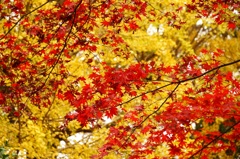 足利の鑁阿寺