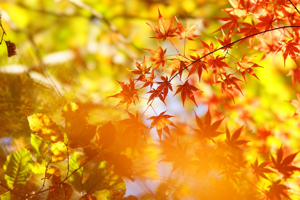 高幡不動です