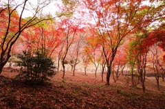 足利の織姫公園