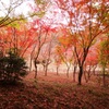 足利の織姫公園