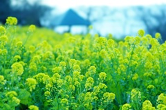 二宮の菜の花
