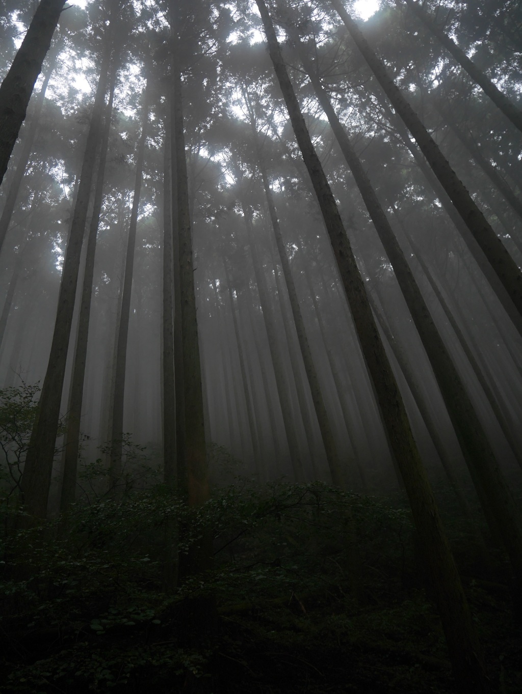 image埼玉の丸山