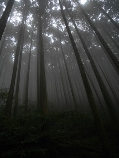 image埼玉の丸山