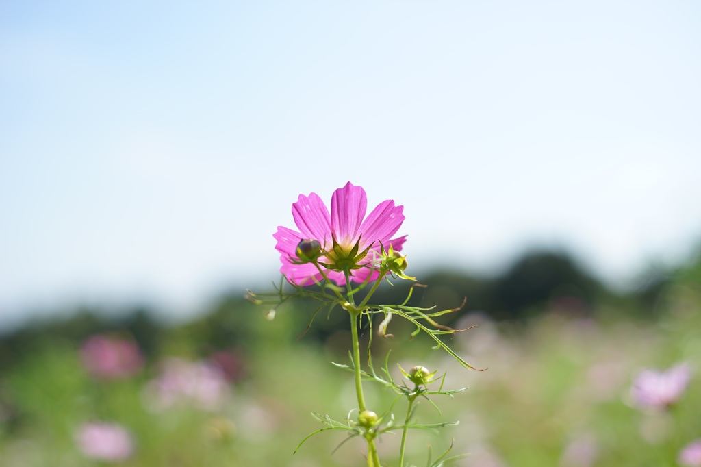 昭和記念公園の秋桜