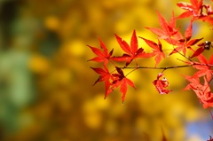高幡不動です