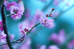 二宮の菜の花