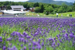 丹原です。