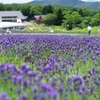 丹原です。