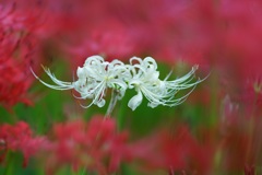 彼岸花