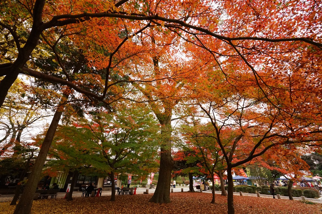足利の鑁阿寺