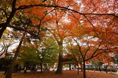 足利の鑁阿寺