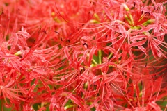 彼岸花