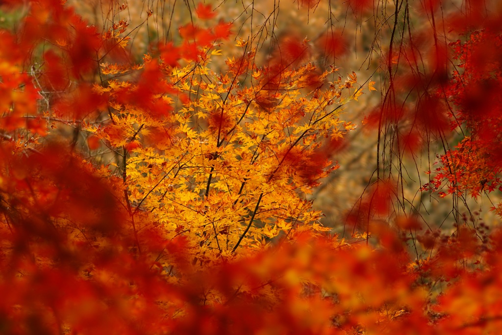紅葉