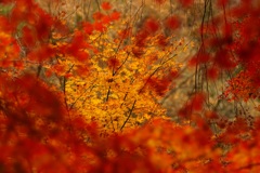 紅葉