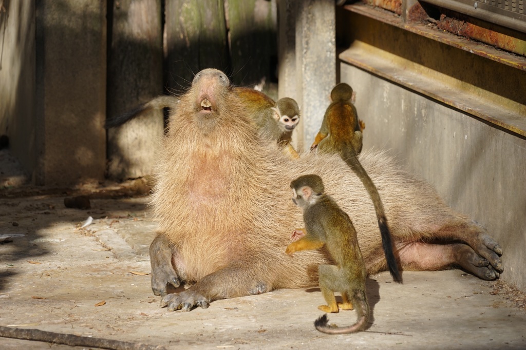 カピバラさん