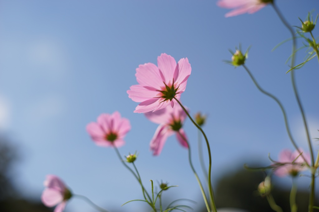昭和記念公園の秋桜