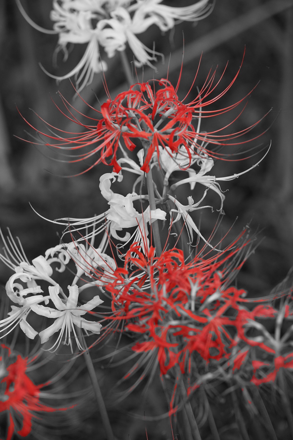 彼岸花