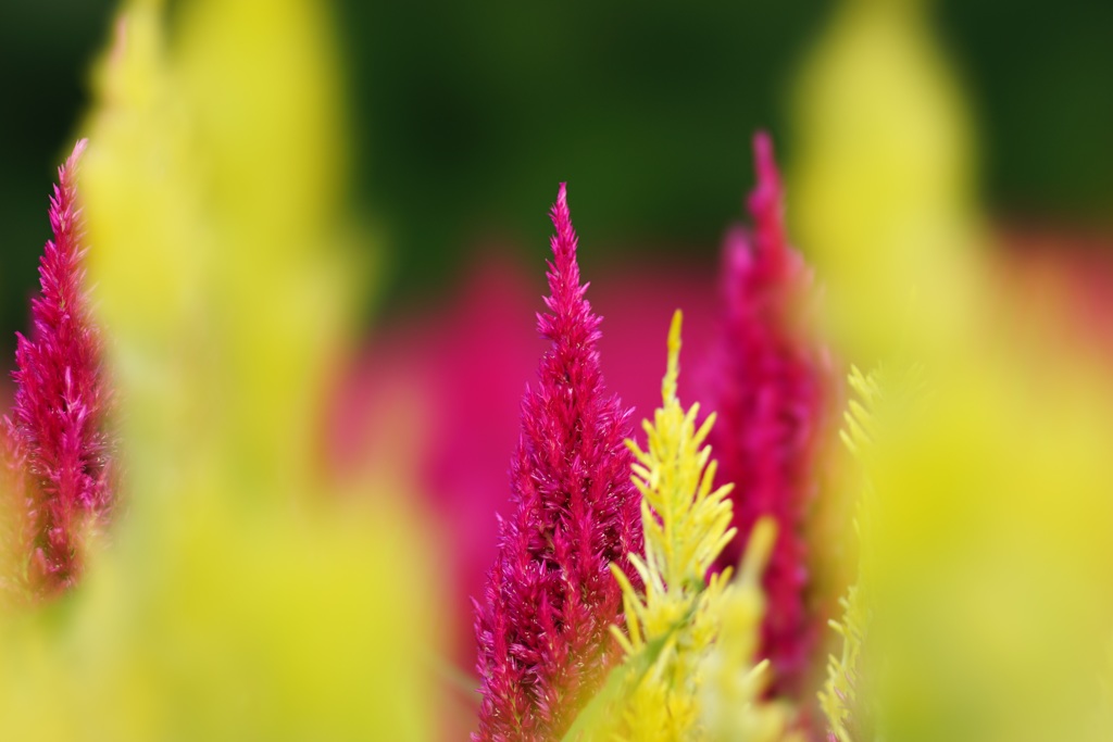 ケイトウの花