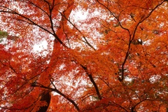 紅葉