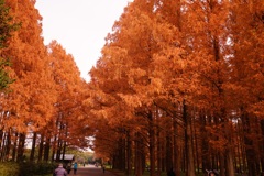 水元公園