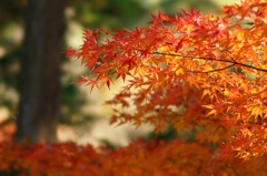 高幡不動です