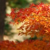 高幡不動です