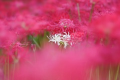 彼岸花