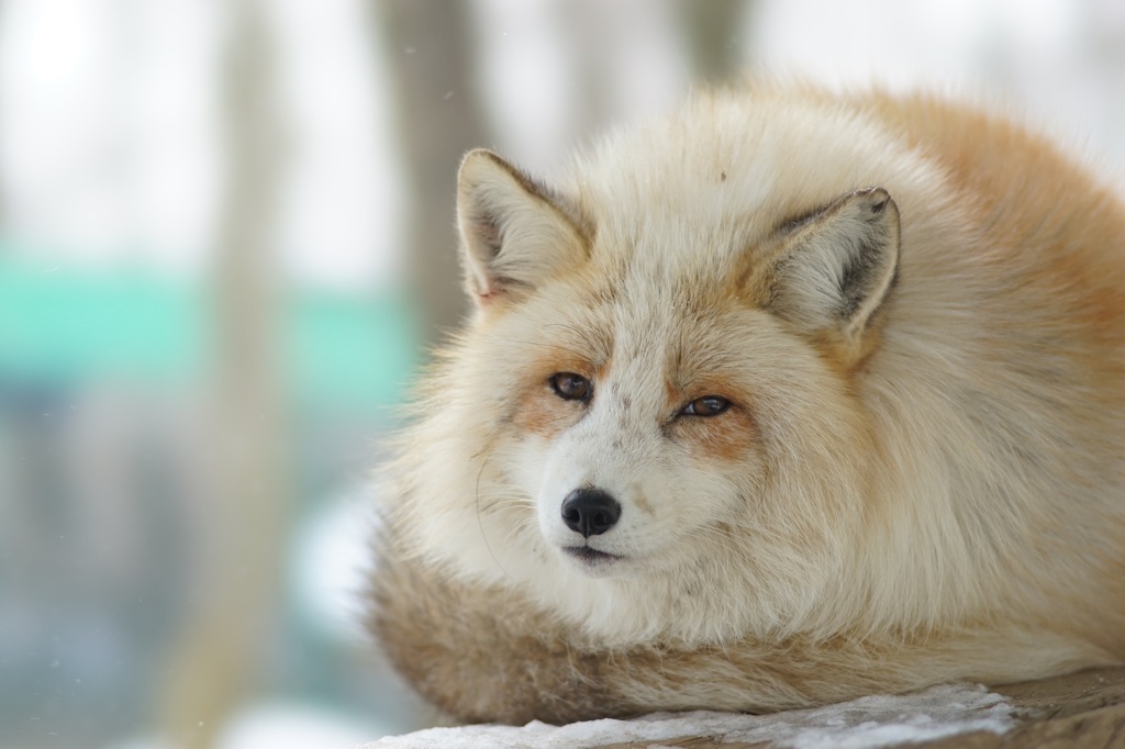 蔵王キツネ村