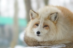 蔵王キツネ村