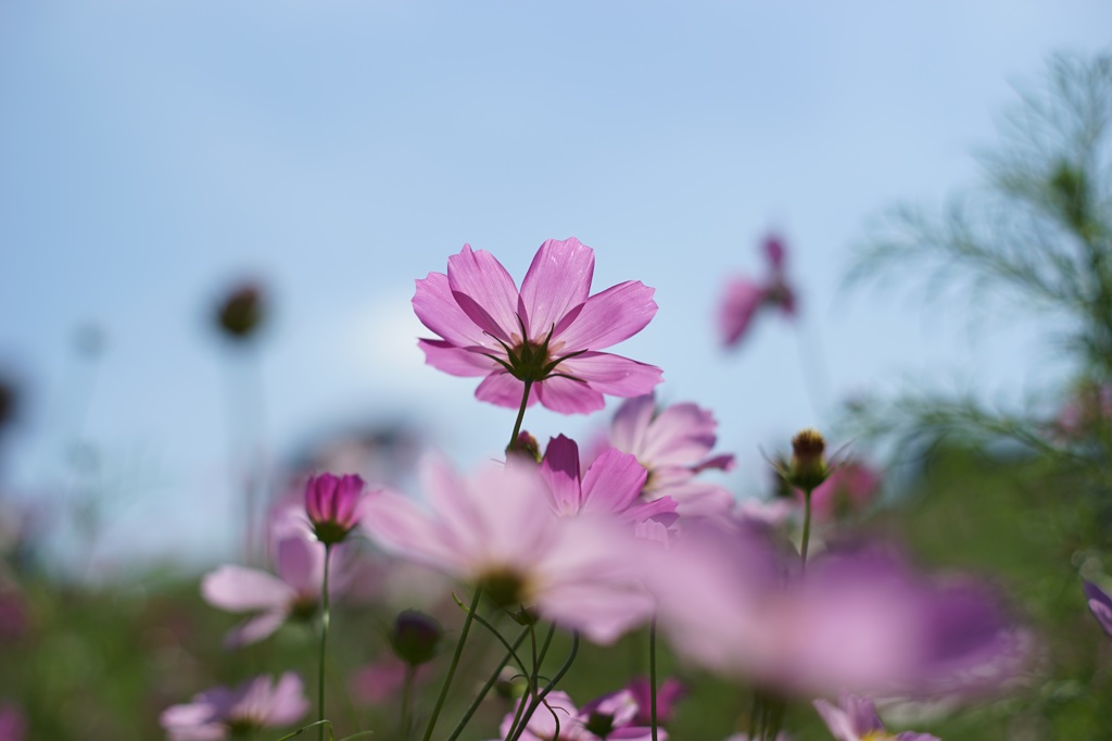 昭和記念公園の秋桜