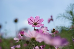 昭和記念公園の秋桜