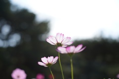 ひたちの秋桜です