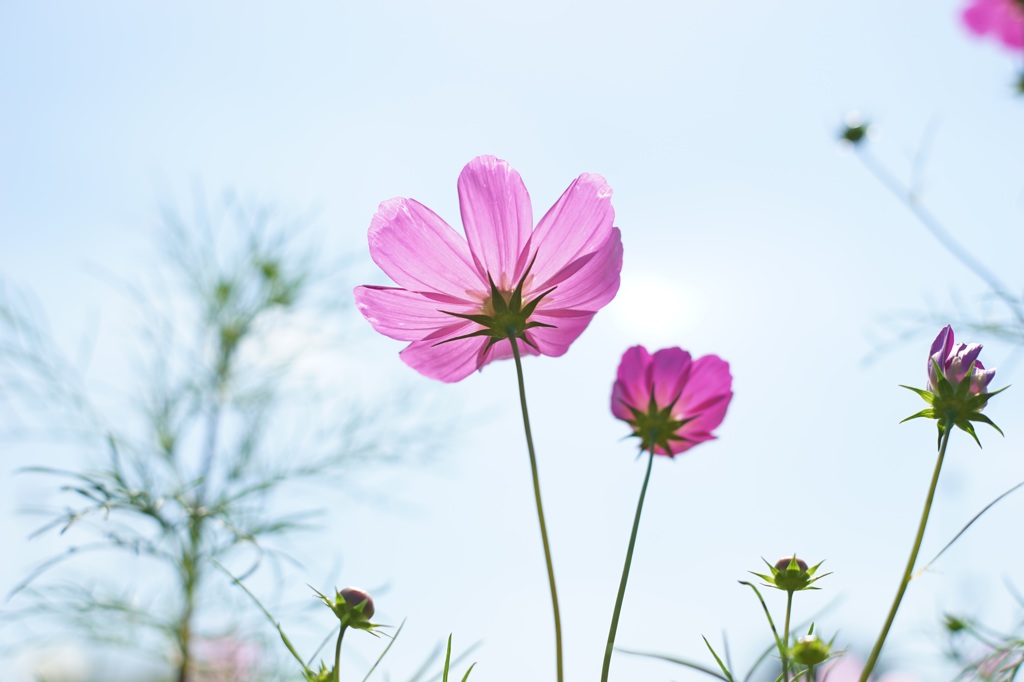 昭和記念公園の秋桜