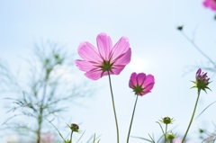 昭和記念公園の秋桜