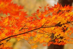 紅葉