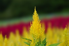 ケイトウの花
