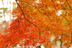紅葉