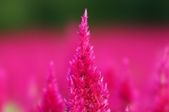 ケイトウの花