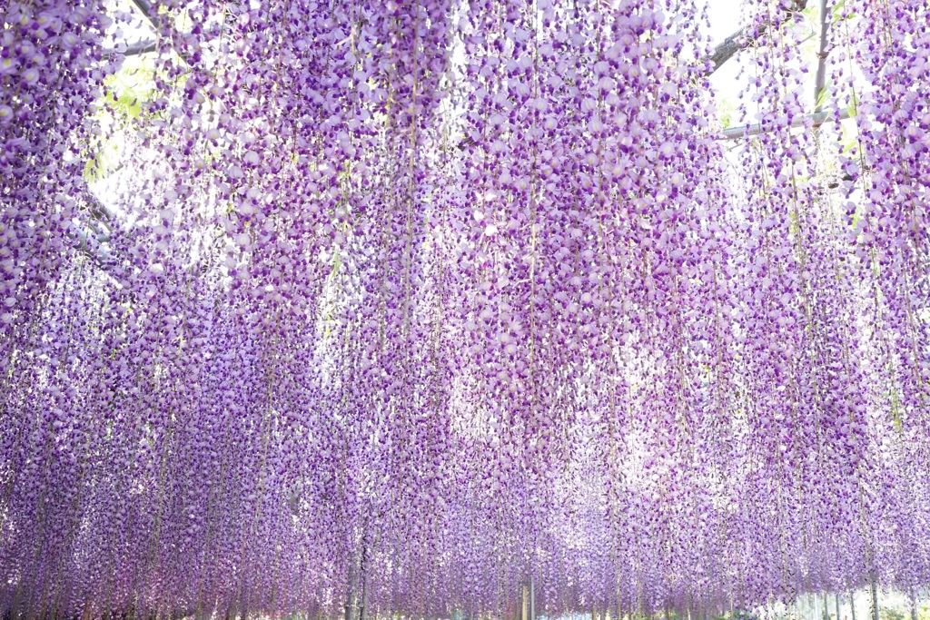 あしかがフラワーパーク