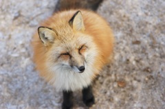 蔵王キツネ村