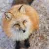 蔵王キツネ村