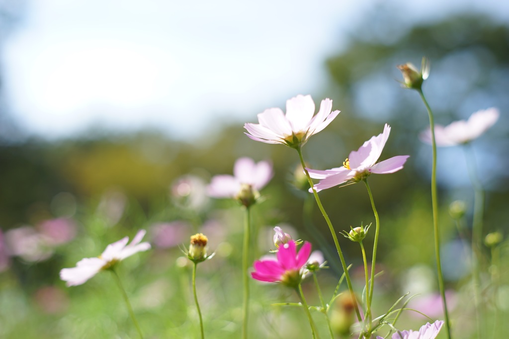 昭和記念公園の秋桜
