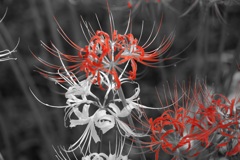 彼岸花